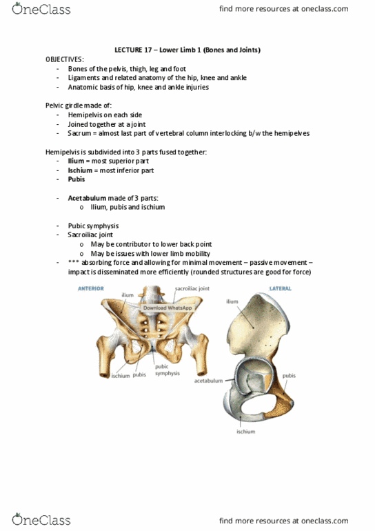 ANAT20006 Lecture Notes - Lecture 17: Sacroiliac Joint, Pubic Symphysis, Ischium thumbnail