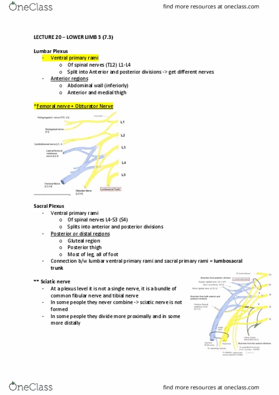 ANAT20006 Lecture Notes - Lecture 20: Sacral Plexus, Sciatic Nerve, Lumbosacral Trunk thumbnail