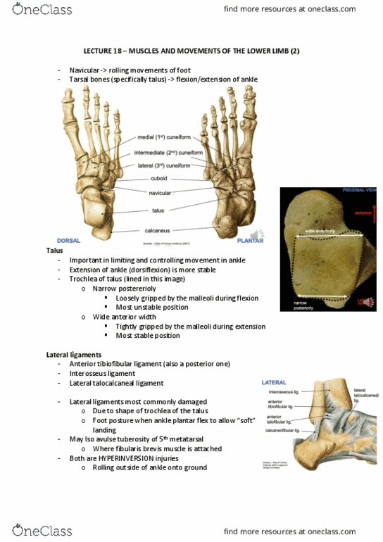 ANAT20006 Lecture Notes - Lecture 18: Anterior Tibiofibular Ligament, Anatomical Terms Of Motion, Navicular Bone thumbnail
