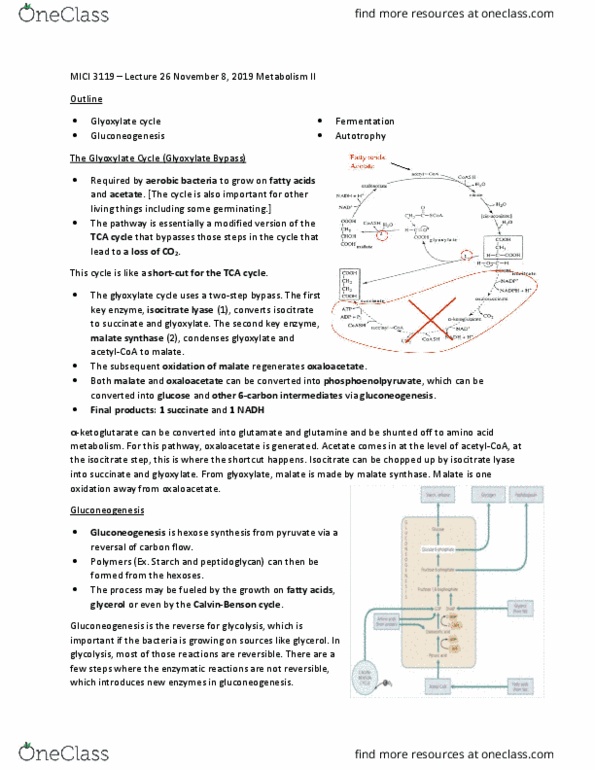 MICI 3119 Lecture Notes - Lecture 26: Isocitrate Lyase, Glyoxylate Cycle, Malate Synthase thumbnail