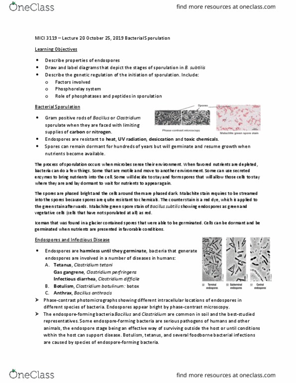 MICI 3119 Lecture Notes - Lecture 20: Malachite Green, Bacillus Subtilis, Spore thumbnail