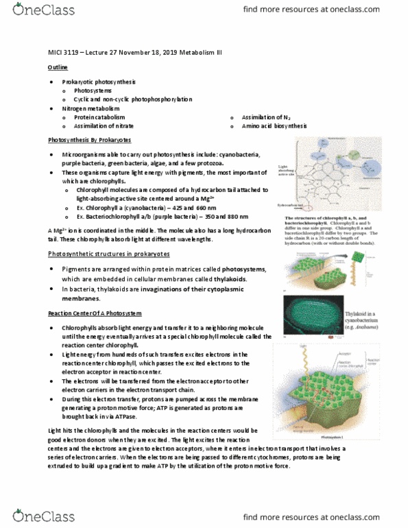 MICI 3119 Lecture Notes - Lecture 27: Photosynthetic Reaction Centre, Purple Bacteria, Electrochemical Gradient thumbnail