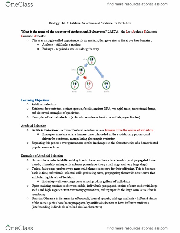 BIOLOGY 1M03 Lecture Notes - Lecture 3: Brassica Oleracea, Selective Breeding, Corn Kernel thumbnail