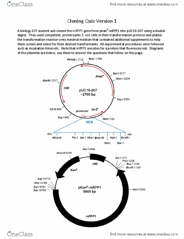 BIOL201 Quiz Cloning Quiz Version 1 Plasmids.pdf OneClass