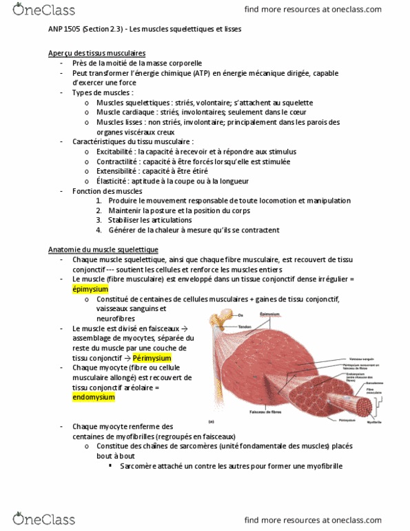 ANP 1505 Lecture Notes - Myocyte, Endomysium, Microfilament thumbnail