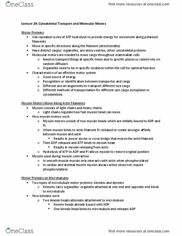 NPB 110 Lecture Notes - Lecture 24: Motor Protein, Atp Hydrolysis, Kinesin thumbnail