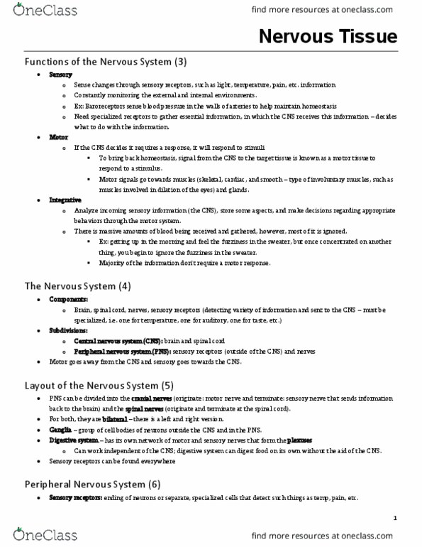 KINESIOL 2Y03 Lecture Notes - Lecture 5: Central Nervous System, Spinal Cord, Spinal Nerve thumbnail