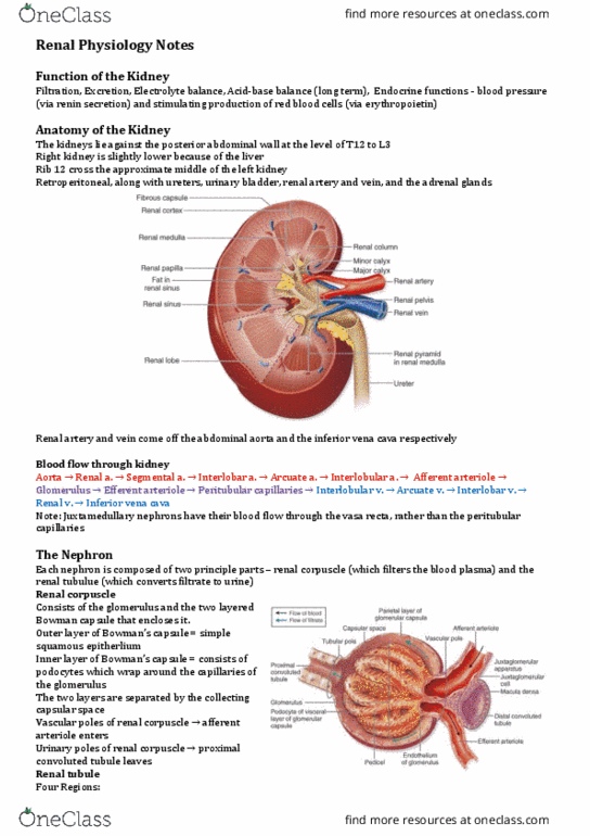 HESC2501 Lecture Notes - Lecture 6: Inferior Vena Cava, Renal Corpuscle, Proximal Tubule thumbnail