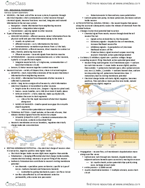 PSY100H1 Chapter Notes - Chapter 3: Central Nervous System, Myelin, Resting Potential thumbnail