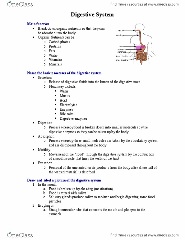 Physiology 2130 Chapter Notes -Pylorus, Intestinal Villus, Common Bile Duct thumbnail