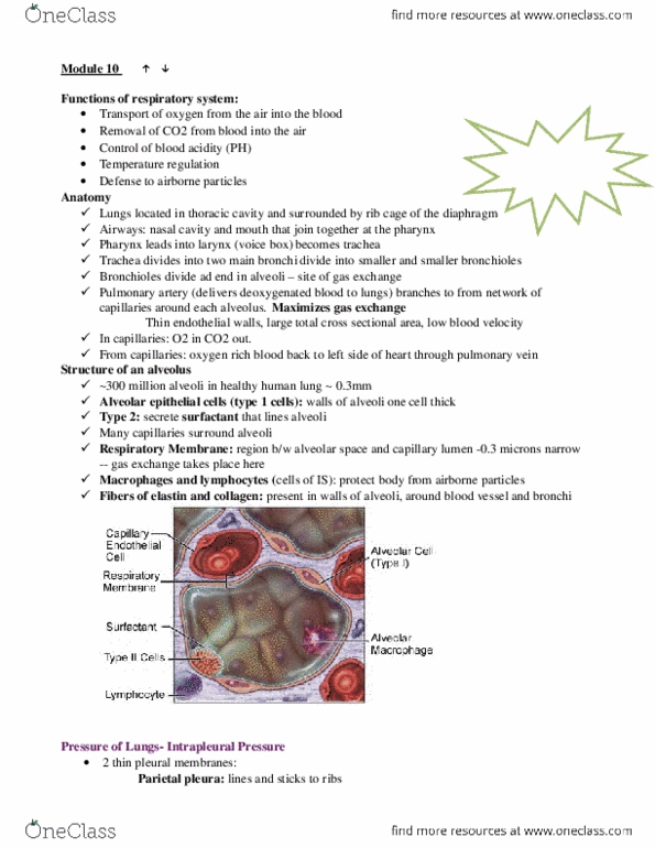 Physiology 2130 Chapter Notes -Hemoglobin, Bronchitis, Chronic Obstructive Pulmonary Disease thumbnail