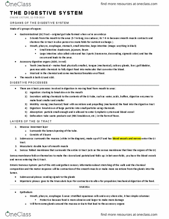 KINESIOL 2YY3 Lecture Notes - Lecture 7: Muscularis Mucosae, Simple Squamous Epithelium, Intestinal Gland thumbnail