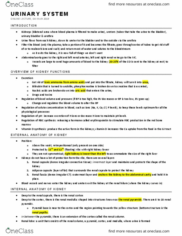 KINESIOL 2YY3 Lecture Notes - Lecture 8: Dense Irregular Connective Tissue, Renal Capsule, Renal Blood Flow thumbnail