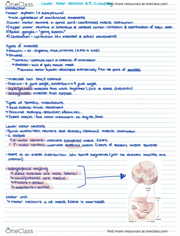 NEUR 3206 Lecture Notes - Lecture 15: Lower Motor Neuron, Motor Neuron, Muscle Spindle thumbnail