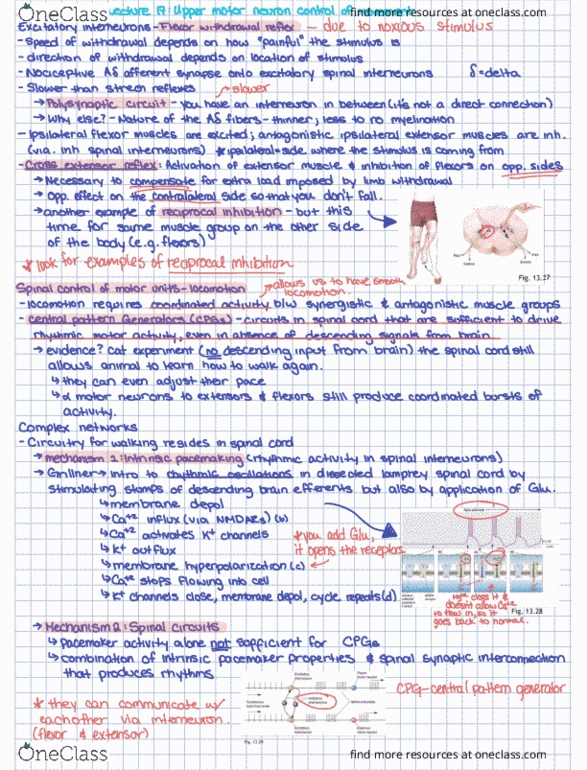 NEUR 3206 Lecture Notes - Lecture 17: Motor Neuron, Lamprey, Isoniazid thumbnail