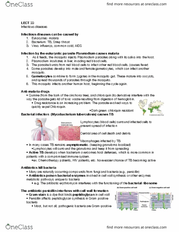 BIOLOGY 171 Lecture Notes - Lecture 33: Mycobacterium Tuberculosis, Streptococcal Pharyngitis, Pathogenic Bacteria thumbnail