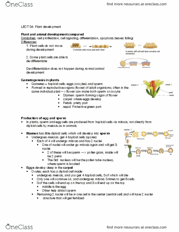 BIOLOGY 171 Lecture Notes - Lecture 34: Pollen Tube, Stamen, Gynoecium thumbnail