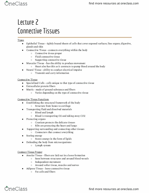 01:377:213 Lecture Notes - Lecture 2: Connective Tissue, Ground Substance, Loose Connective Tissue thumbnail