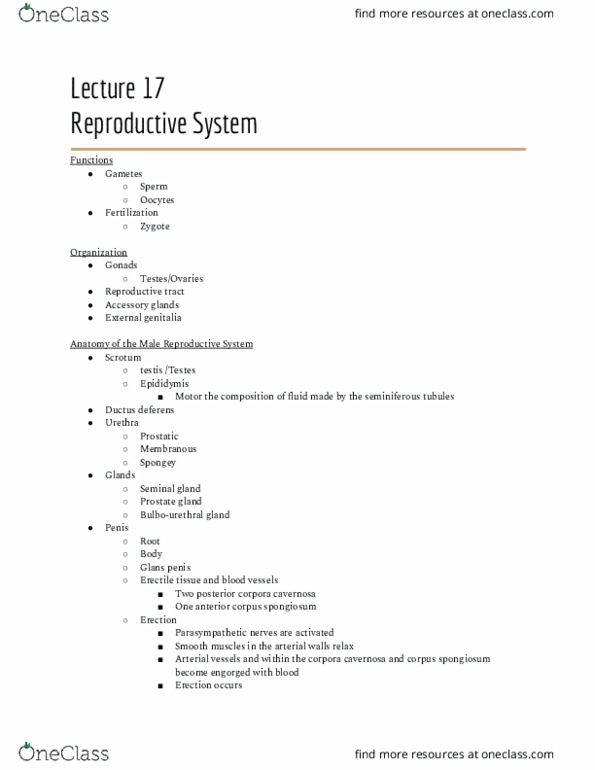 01:377:213 Lecture Notes - Lecture 17: Corpus Spongiosum Penis, Vas Deferens, Glans Penis thumbnail