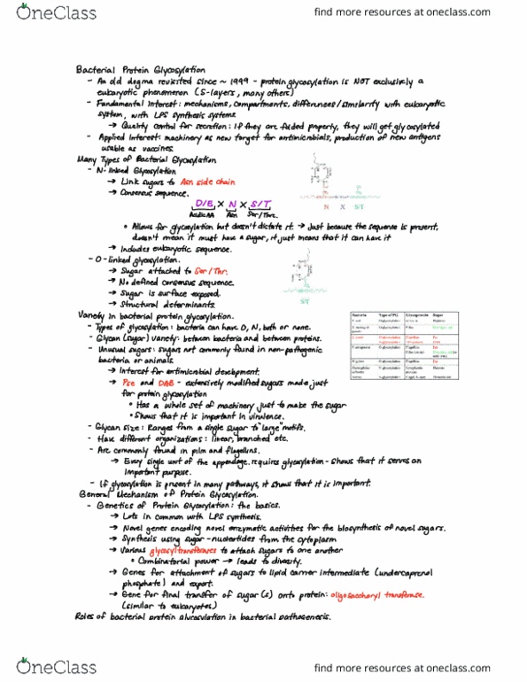 Microbiology and Immunology 4100A Lecture Notes - Lecture 4: Glycosylation, Glycan, Antibody thumbnail