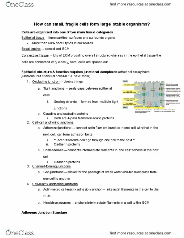 BIO230H1 Lecture Notes - Lecture 15: Adherens Junction, Tight Junction, Intermediate Filament thumbnail