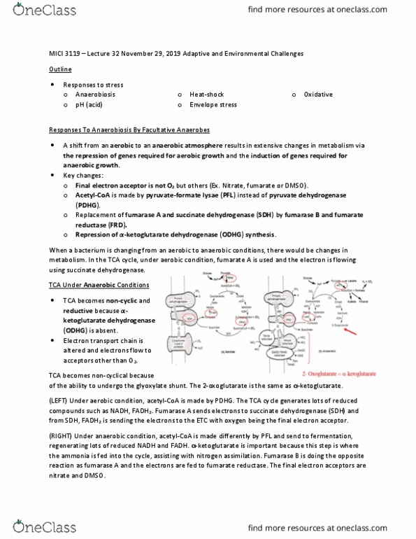 MICI 3119 Lecture Notes - Lecture 32: Nitrate Reductase, Pyruvate Dehydrogenase, Glyoxylate Cycle thumbnail