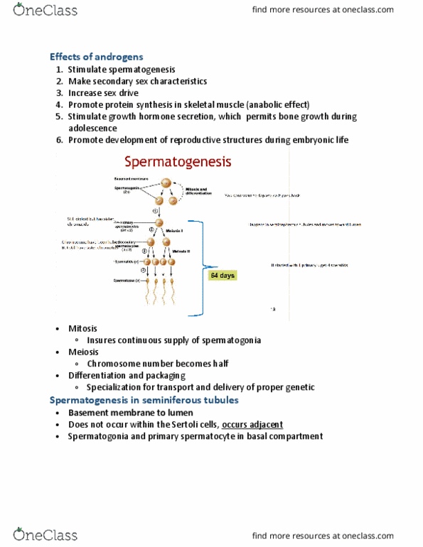PHYSL 210 Lecture Notes - Lecture 20: Seminiferous Tubule, Sertoli Cell, Spermatogonium thumbnail