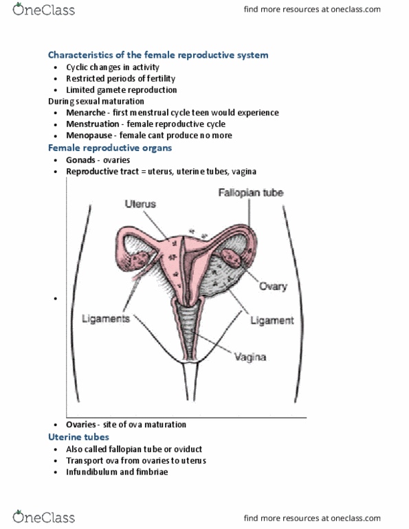 PHYSL 210 Lecture Notes - Lecture 21: Reproductive System, Egg Cell, Oviduct thumbnail