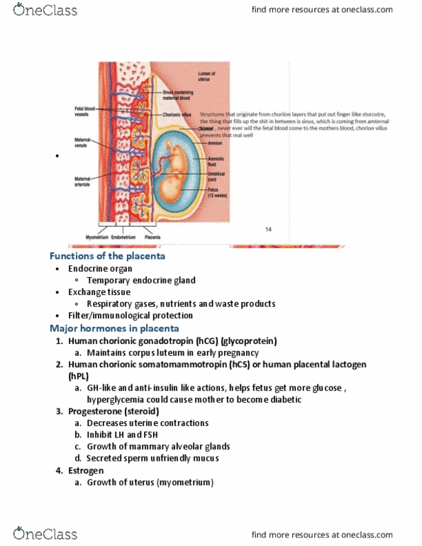 PHYSL 210 Lecture Notes - Lecture 24: Human Placental Lactogen, Corpus Luteum, Human Chorionic Gonadotropin thumbnail