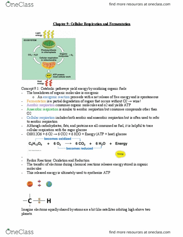 BIOL 111 Chapter Notes - Chapter 9: Anaerobic Respiration, Cellular Respiration, Exergonic Reaction thumbnail