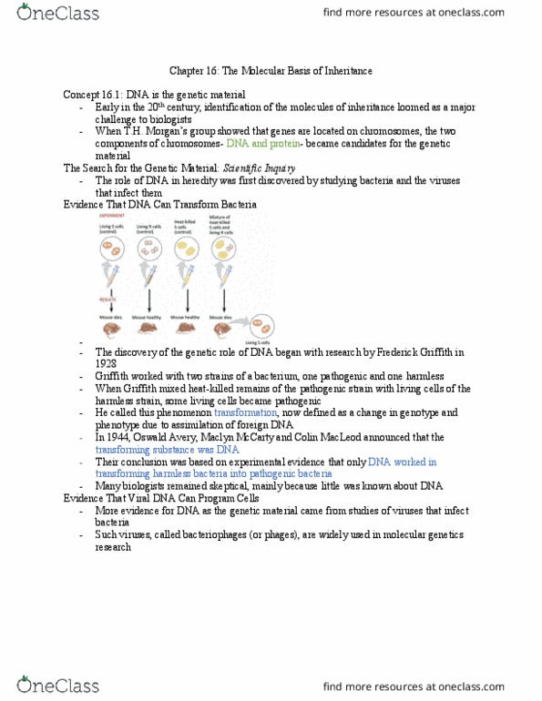 BIOL 111 Chapter Notes - Chapter 16: Maclyn Mccarty, Frederick Griffith, Oswald Avery thumbnail