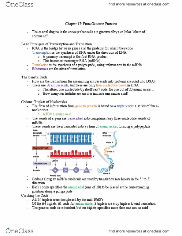 BIOL 111 Chapter Notes - Chapter 17: Genetic Code, Central Dogma Of Molecular Biology, Peptide thumbnail