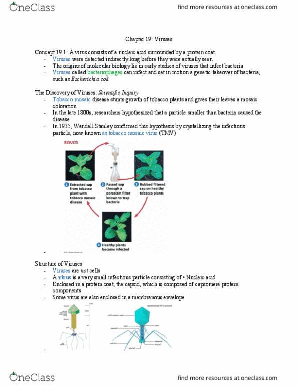 BIOL 111 Chapter Notes - Chapter 19: Tobacco Mosaic Virus, Wendell Meredith Stanley, Capsomere thumbnail