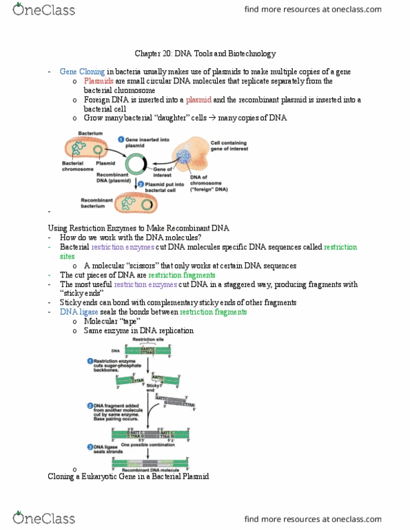 BIOL 111 Chapter Notes - Chapter 20: Dna Ligase, Recombinant Dna, Sticky And Blunt Ends thumbnail