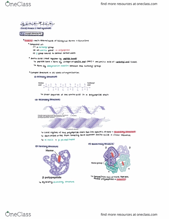 BISC 2539 Lecture Notes - Lecture 9: Carboxylic Acid, Dehydration Reaction, Amine thumbnail