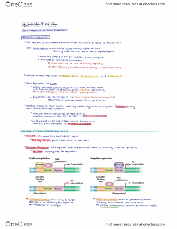 BISC 2539 Lecture Notes - Lecture 11: Lac Repressor, Repressor, Immunoglobulin E thumbnail