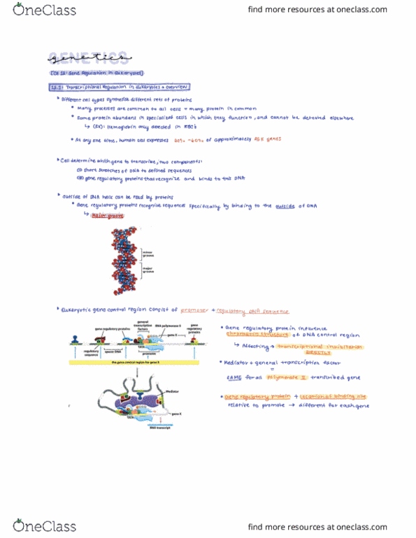 BISC 2539 Lecture Notes - Lecture 12: Regulatory Sequence, Transcription Factor, Eukaryote thumbnail