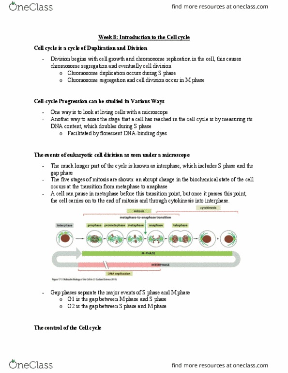 BLG 311 Lecture Notes - Lecture 8: G1 Phase, Chromosome Segregation, S Phase thumbnail