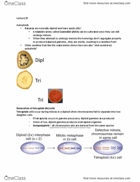 BI226 Lecture Notes - Lecture 35: Seedless Fruit, Gamete, Mitosis thumbnail