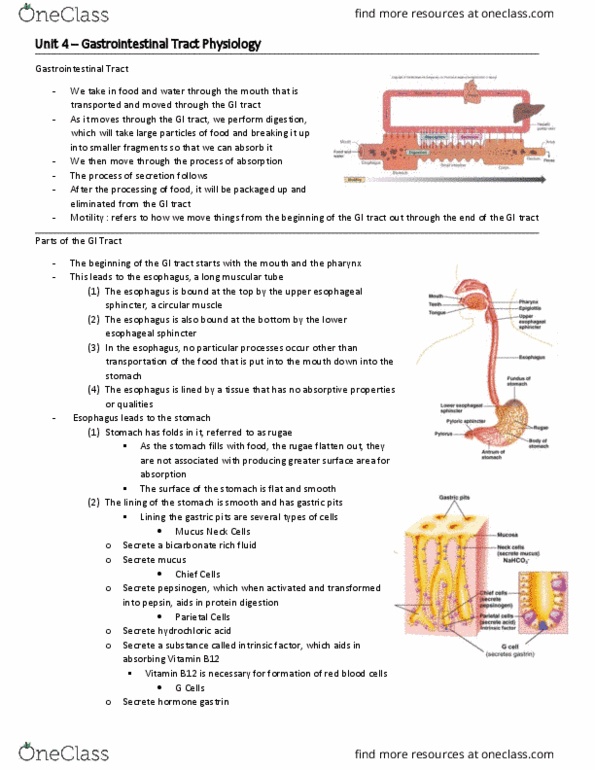 BIO 3342 Lecture Notes - Lecture 29: Esophagus, Gastric Pits, Rugae thumbnail