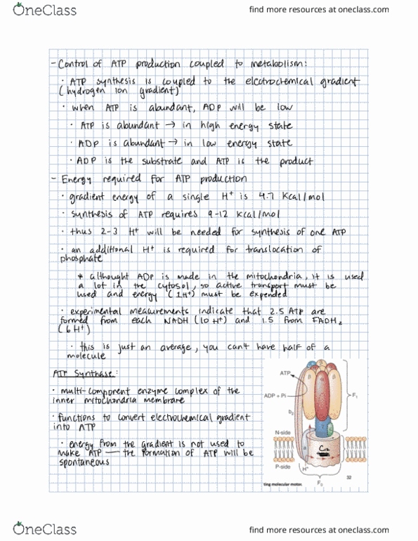 BIOL 540 Lecture Notes - Lecture 22: Atp Synthase, Electrochemical Gradient, Cytosol thumbnail