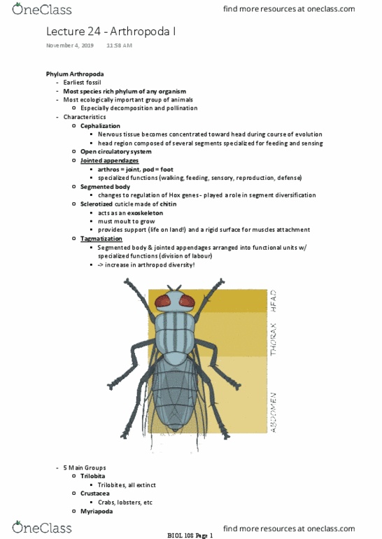 BIOL108 Lecture Notes - Lecture 24: Arthropod, Trilobite, Myriapoda thumbnail