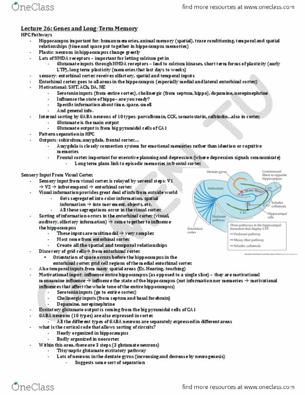 HMB200H1 Lecture Notes - Entorhinal Cortex, Nmda Receptor, Dentate Gyrus thumbnail