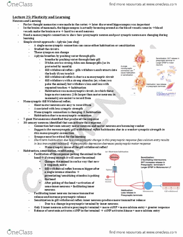 HMB200H1 Lecture Notes - Aplysia Gill And Siphon Withdrawal Reflex, Short-Snouted Seahorse, Dentate Gyrus thumbnail