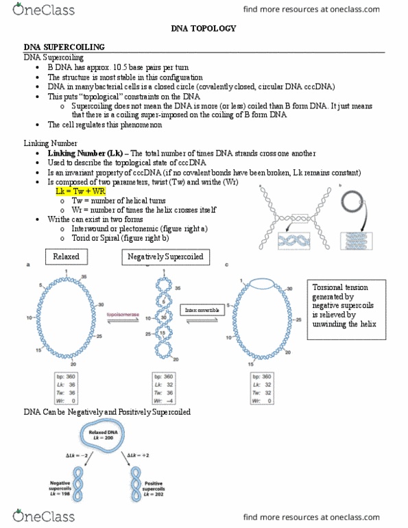 MCB 250 Lecture Notes - Lecture 6: Nucleic Acid Structure, Linking Number, Writhe thumbnail