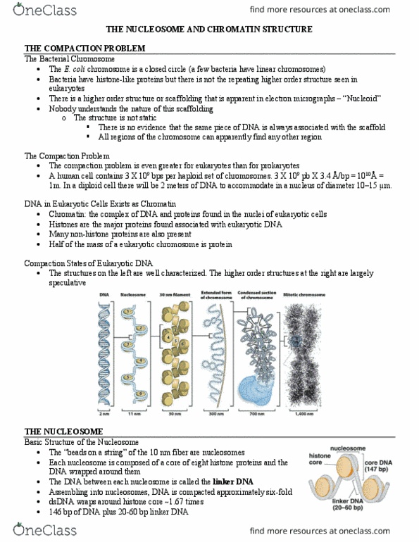 MCB 250 Lecture Notes - Lecture 7: Nucleosome, Chromatin, Nucleoid thumbnail