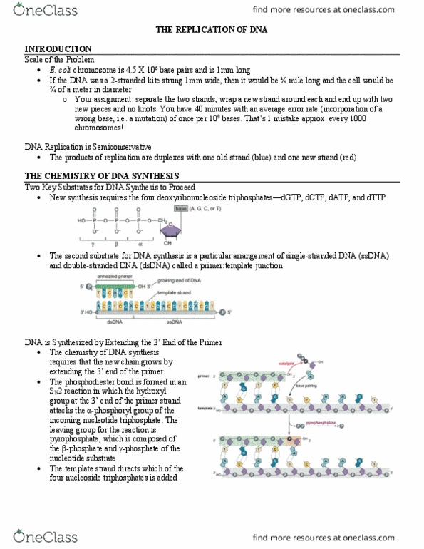 MCB 250 Lecture Notes - Lecture 8: Nucleoside Triphosphate, Phosphodiester Bond, Deoxyribonucleoside thumbnail