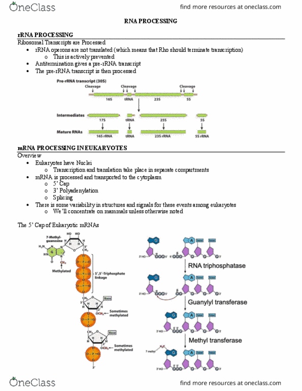 MCB 250 Lecture Notes - Lecture 12: Ribosomal Rna, Polyadenylation, Cytoplasm thumbnail