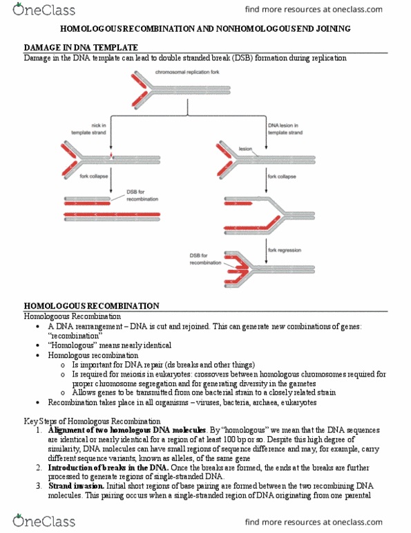 MCB 250 Lecture Notes - Lecture 15: Chromosome Segregation, Archaea, Meiosis thumbnail
