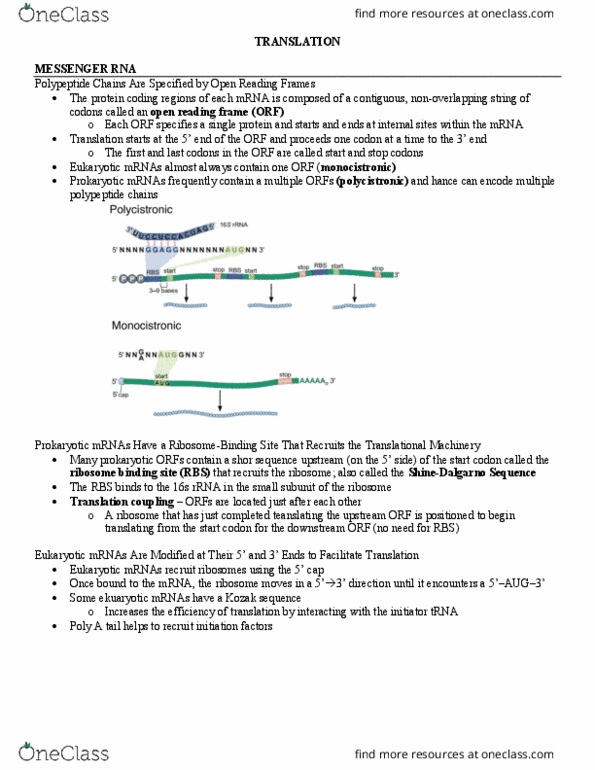 MCB 250 Lecture Notes - Lecture 13: Kozak Consensus Sequence, 16S Ribosomal Rna, Start Codon thumbnail